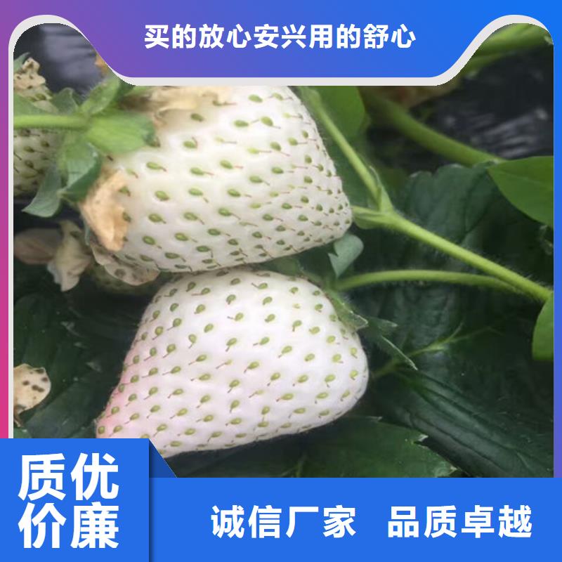 草莓苗质量广受好评