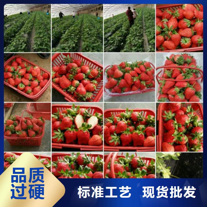 草莓苗_红肉西梅来图定制量大从优