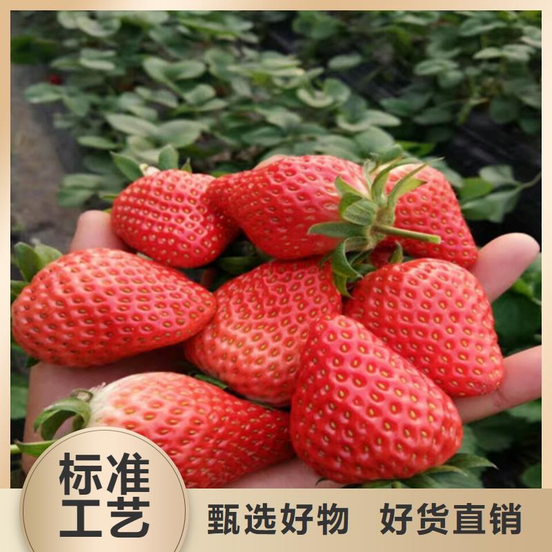 草莓苗梨树苗实力派厂家