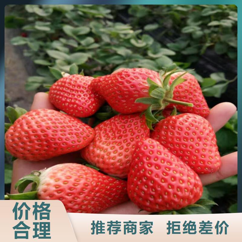 大棚草莓苗低价批发