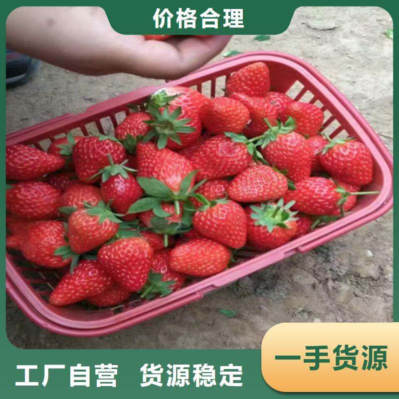 质量好的四季草莓苗厂家批发
