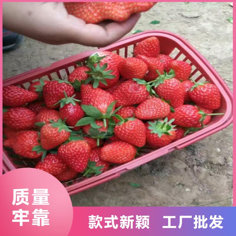 三角镇四季草莓苗适应土地