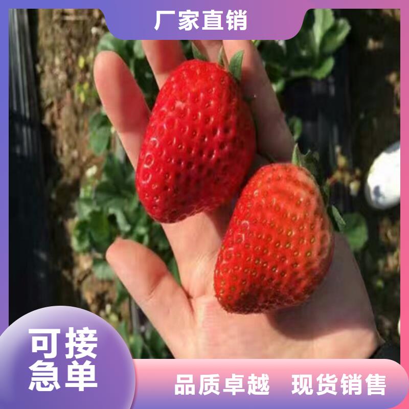 白草莓苗
