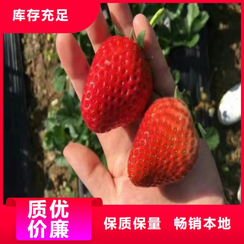 宁玉草莓苗厂家-做工精细