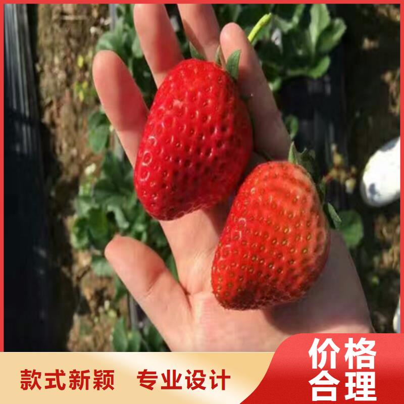 妙香草莓苗培育基地
