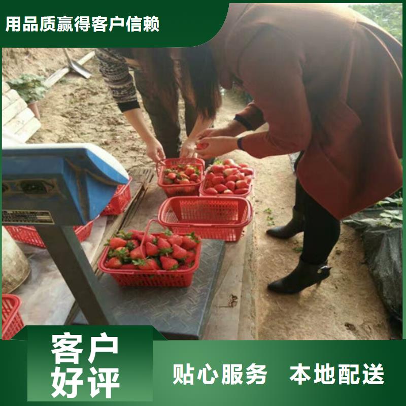 草莓苗白桃树苗根据要求定制