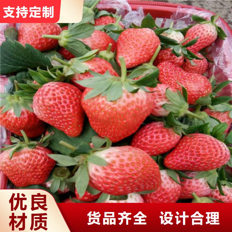 草莓苗品种栽植密度