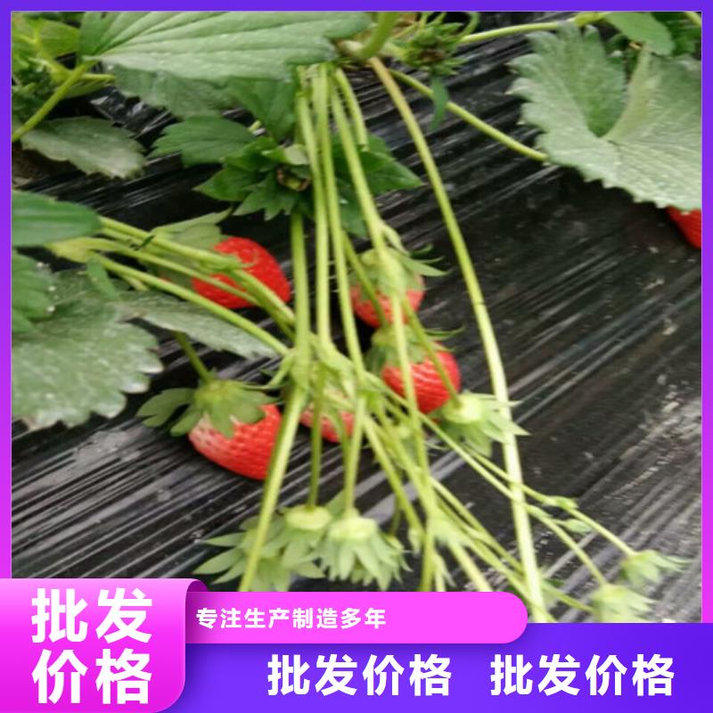 草莓苗-无籽葡萄树苗厂家销售