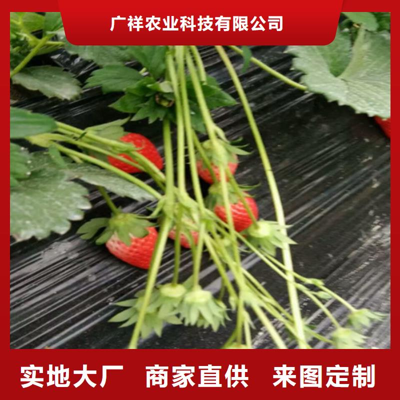 甜查理草莓苗种植条件