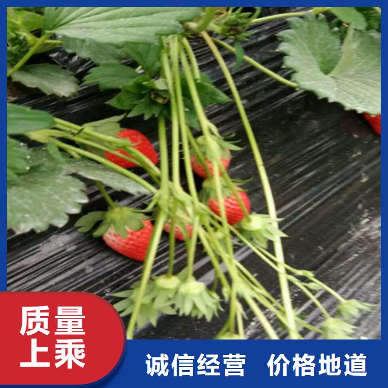 哪里批发红颜草莓苗，红颜草莓苗育苗厂家