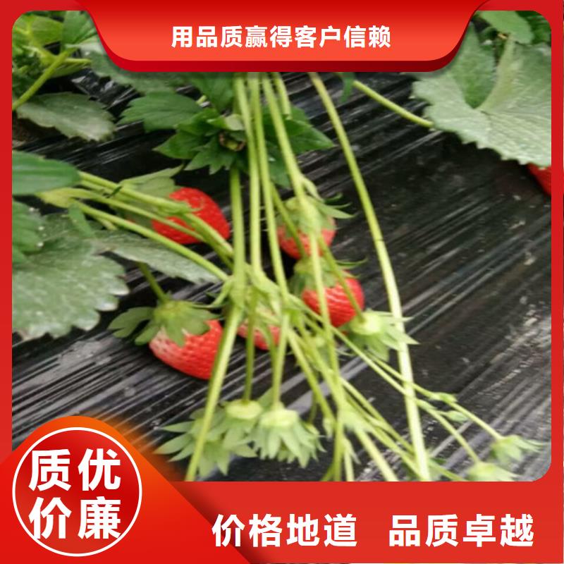 红99草莓苗直供厂家