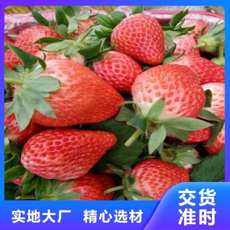 一年生脱毒草莓苗，脱毒草莓苗基地批发