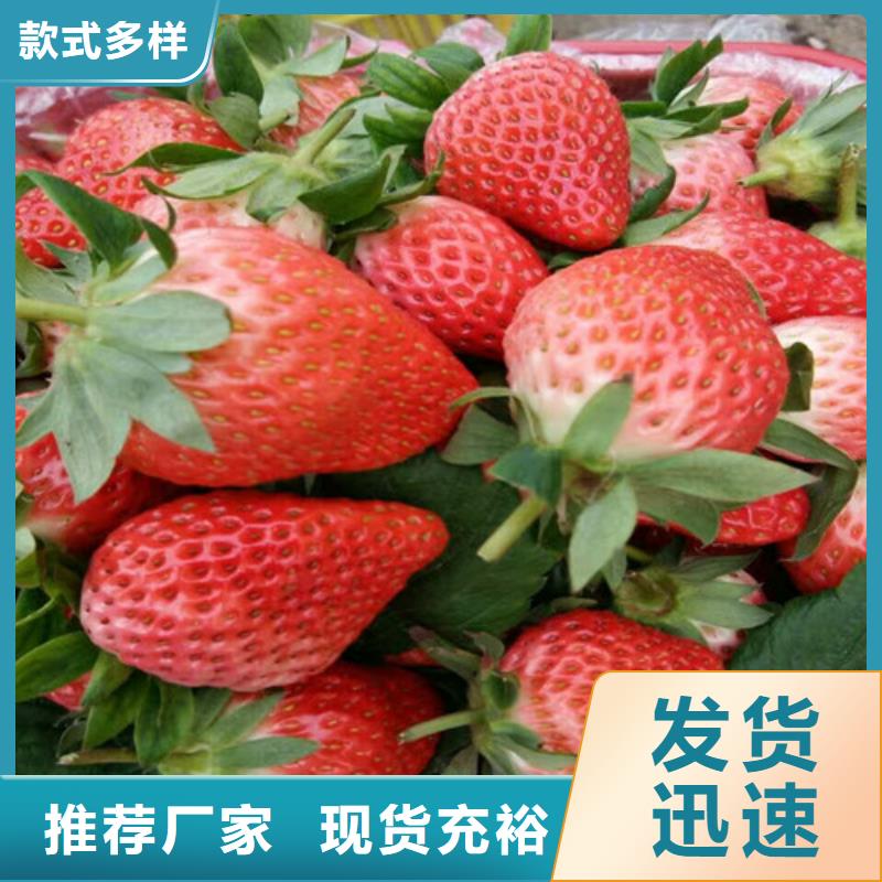 草莓苗【徐香猕猴桃树苗】优质货源