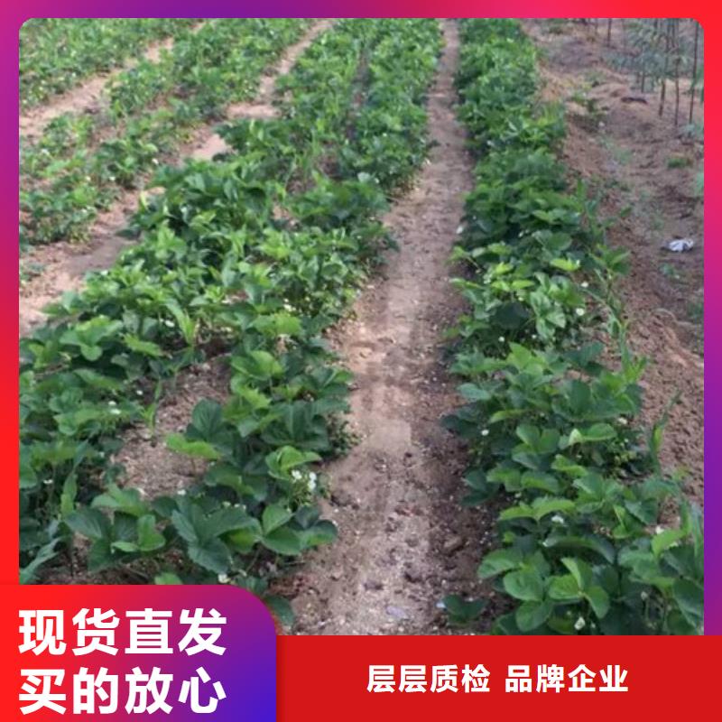 供应妙香草莓苗-现货充足有保障