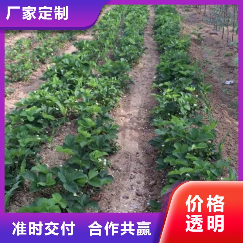 阜沙镇牛奶草莓苗价格