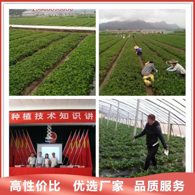 草莓苗,樱桃苗快捷物流