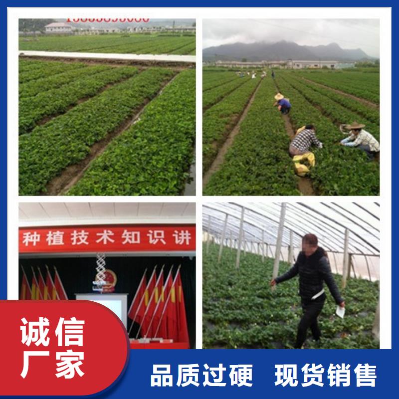草莓苗梨树苗精选好货