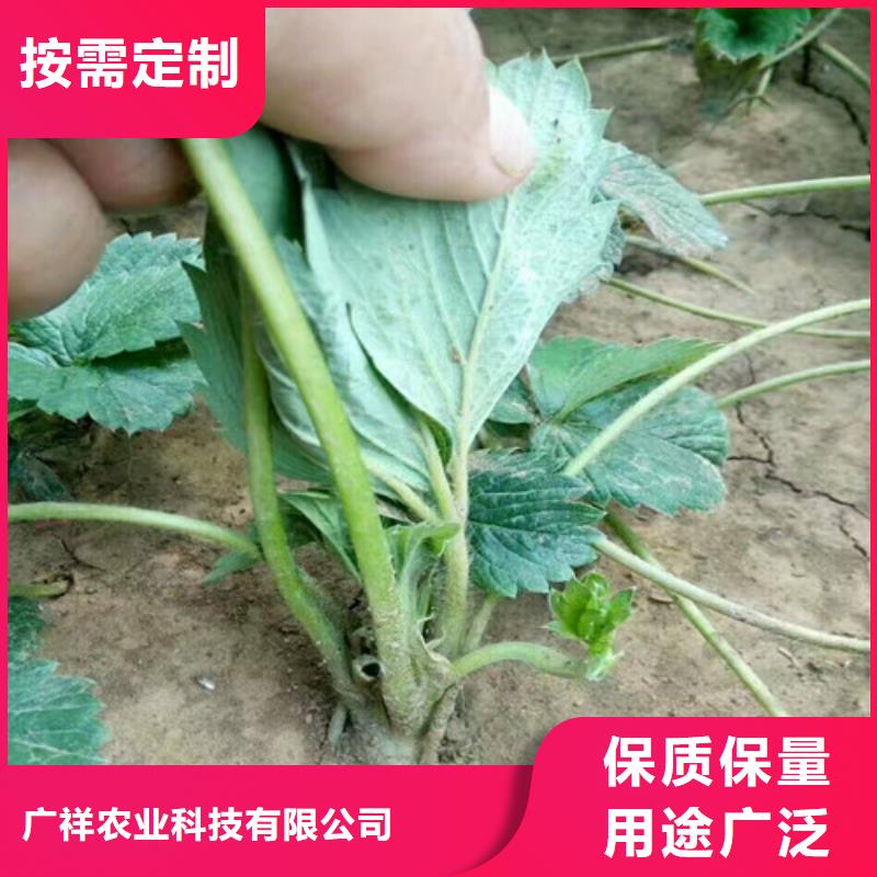 草莓苗蜂糖李子树苗您想要的我们都有