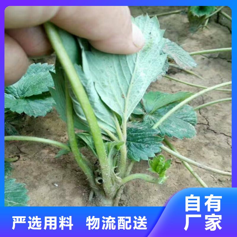我想买红颊草莓苗，红颊草莓苗种苗