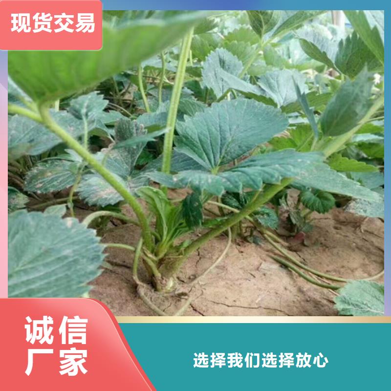 质量好的四季草莓苗厂家批发
