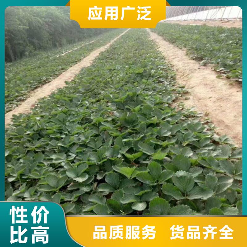 华蓥法兰地草莓苗厂家现货