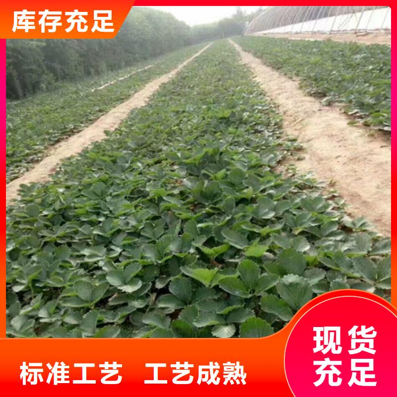 妙香草莓苗2025已更新(今日/)