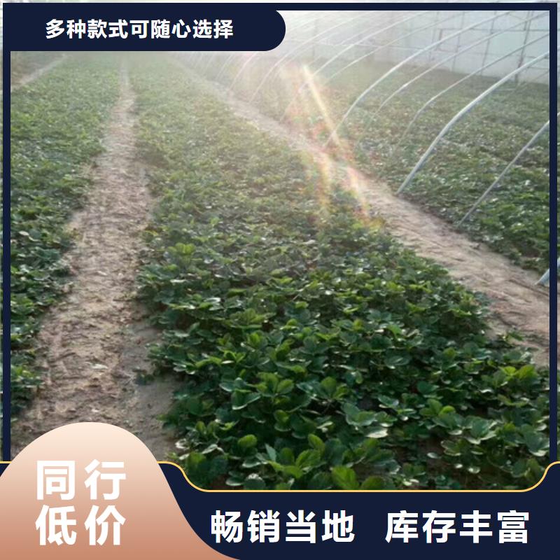 古镇镇巧克力草莓苗欢迎来电