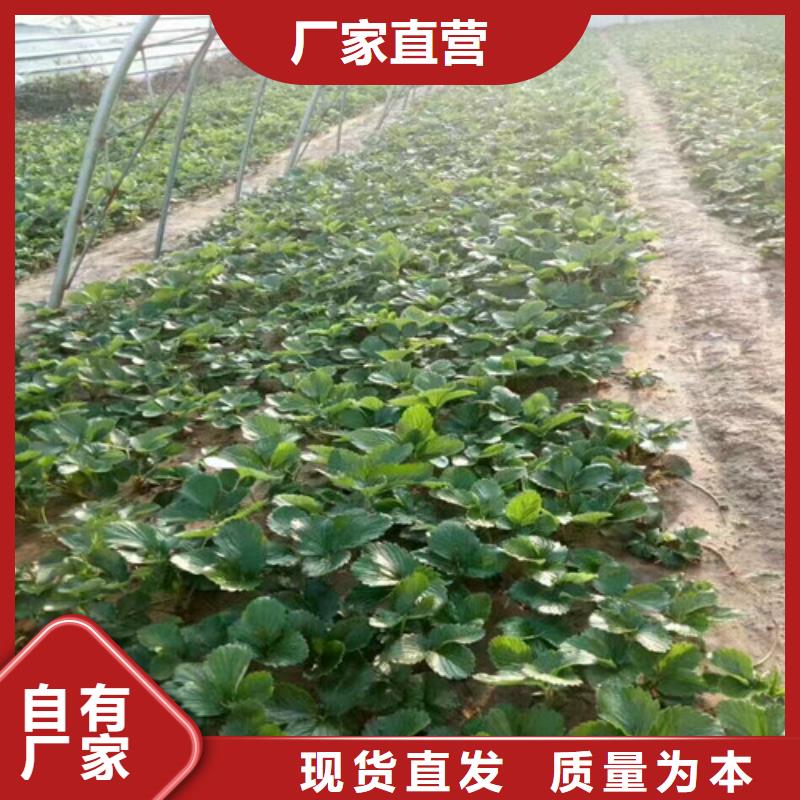 草莓苗品种价格