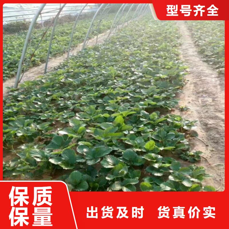 妙香草莓苗库存充足