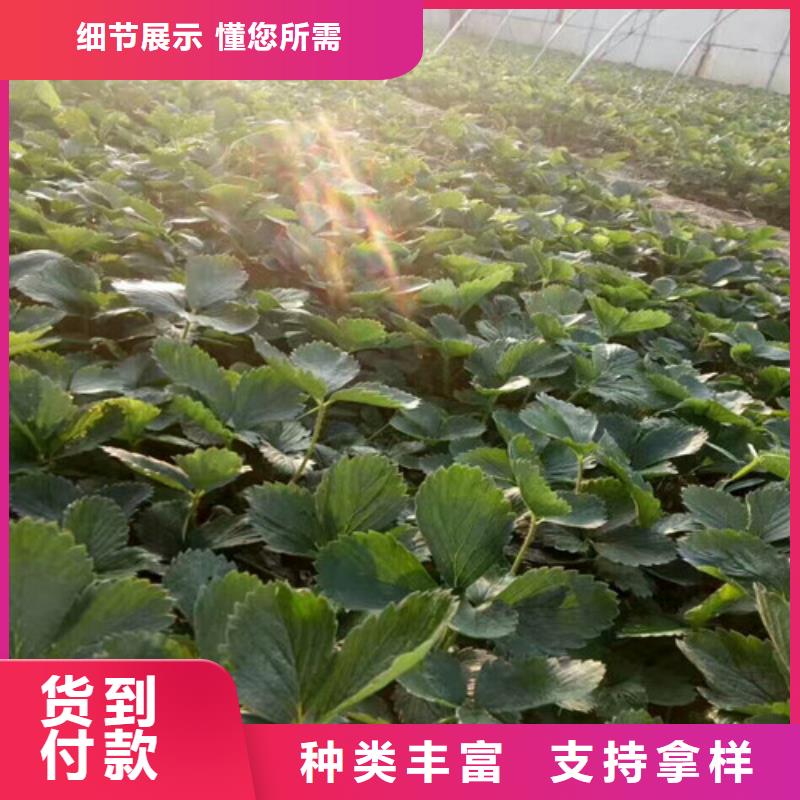 澄迈县红99草莓苗供应商报价