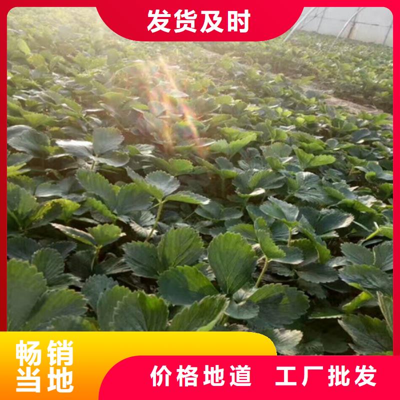 甜查理草莓苗-钜惠来袭
