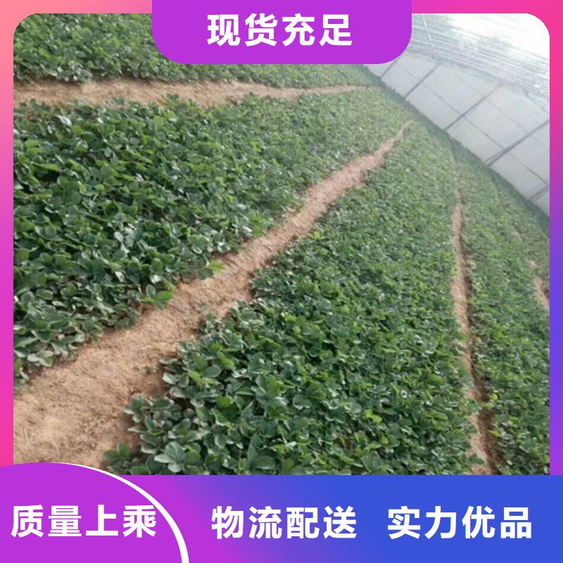 东凤镇二代草莓苗种苗