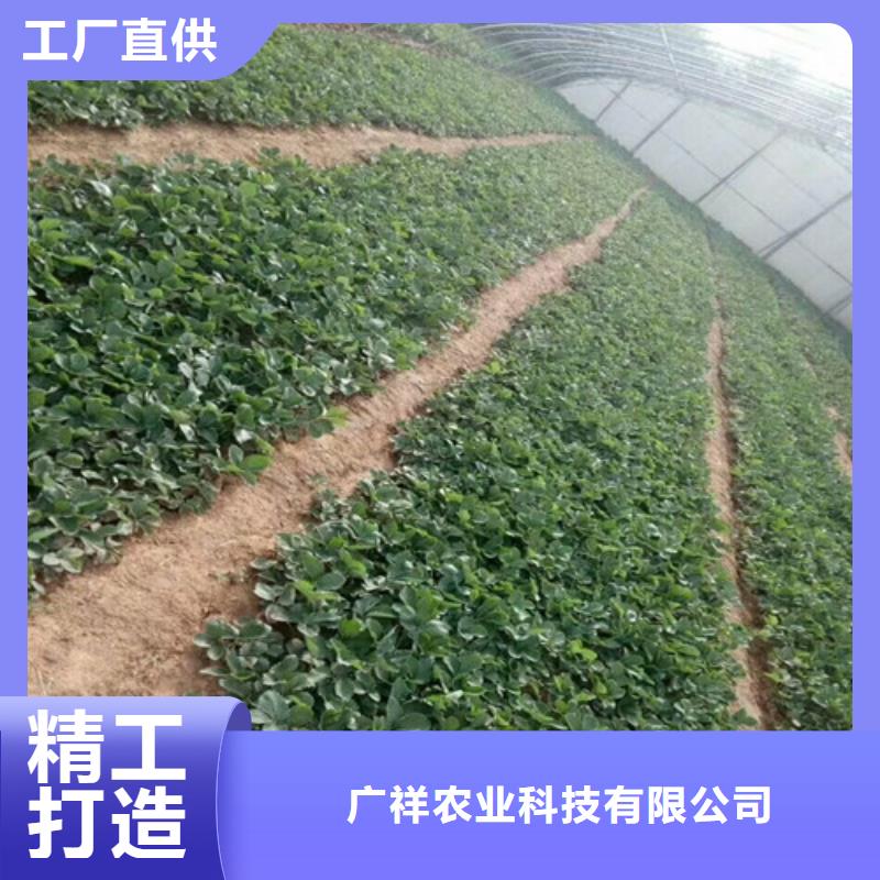 三乡镇哪里有红颜草莓苗，红颜草莓苗种植品种选择