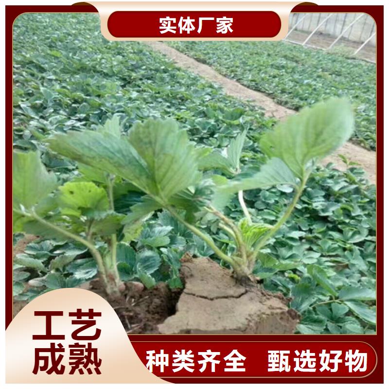 大棚草莓苗低价批发