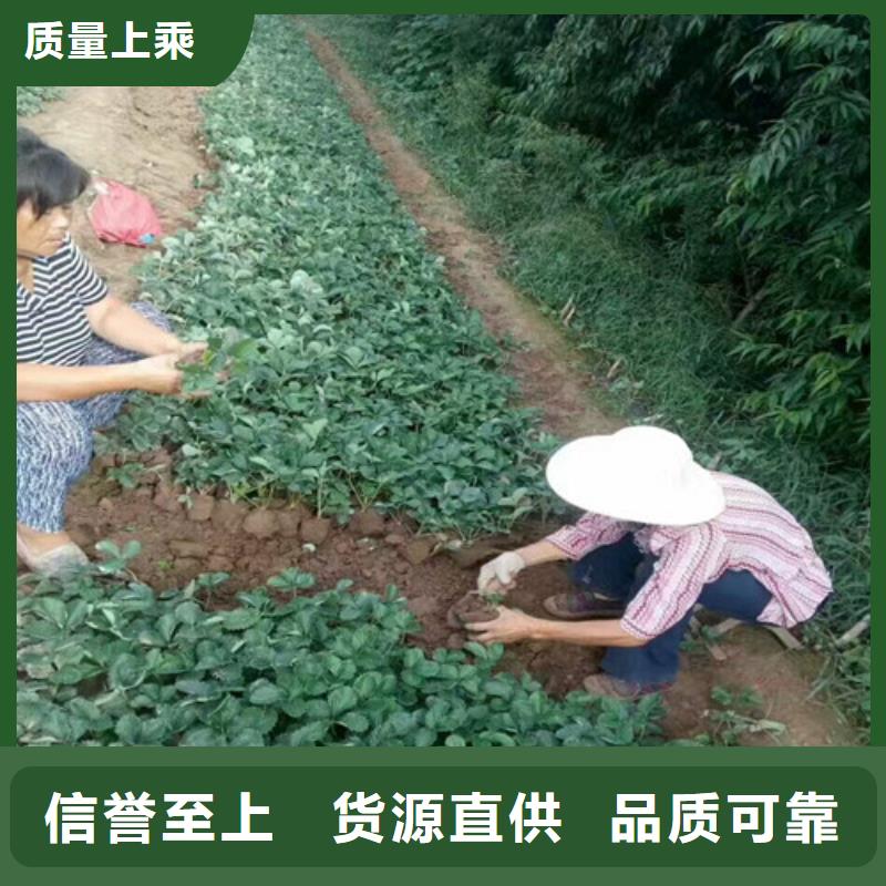 哪里批发脱毒草莓苗，脱毒草莓苗亩产多少