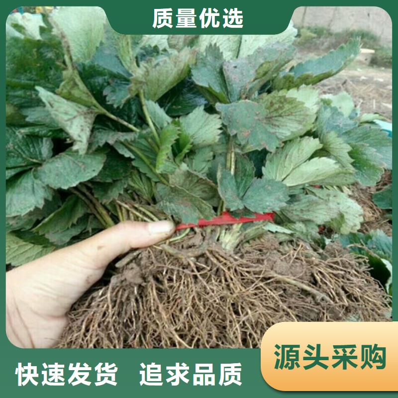 草莓苗白桃树苗适用范围广