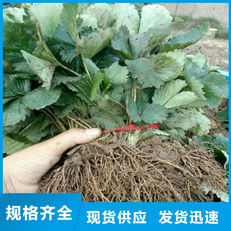 出售桃熏草莓苗，桃熏草莓苗培育基地