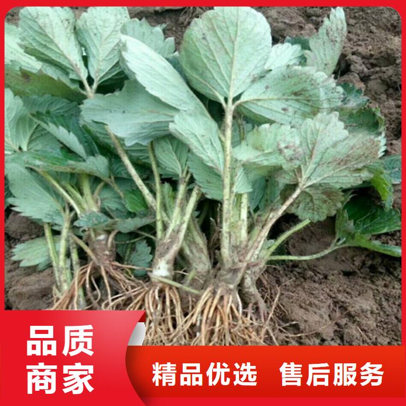 圣诞红草莓苗甄选厂家