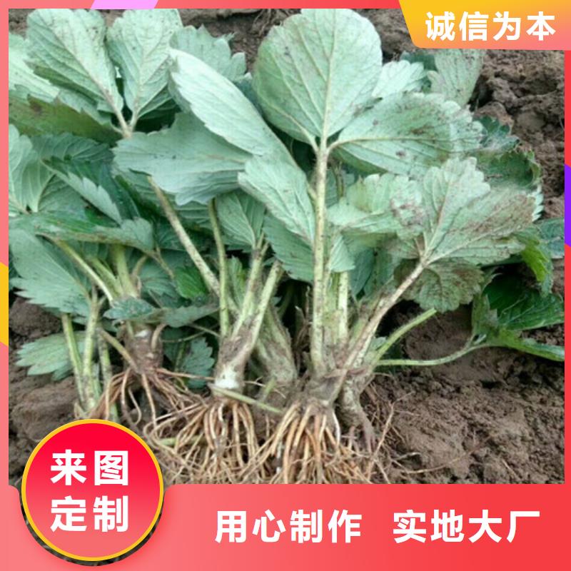 草莓苗品种2025已更新(今天/动态)