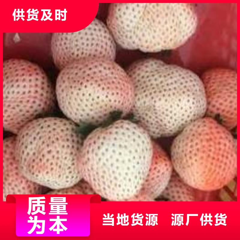 四季草莓苗大量供应