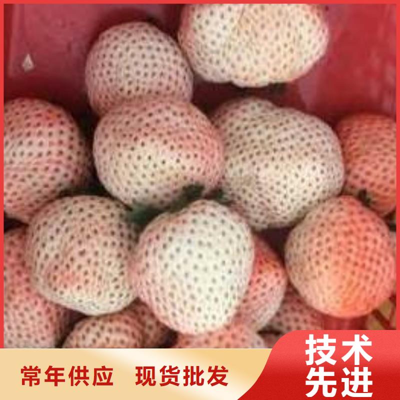 东凤镇二代草莓苗种苗