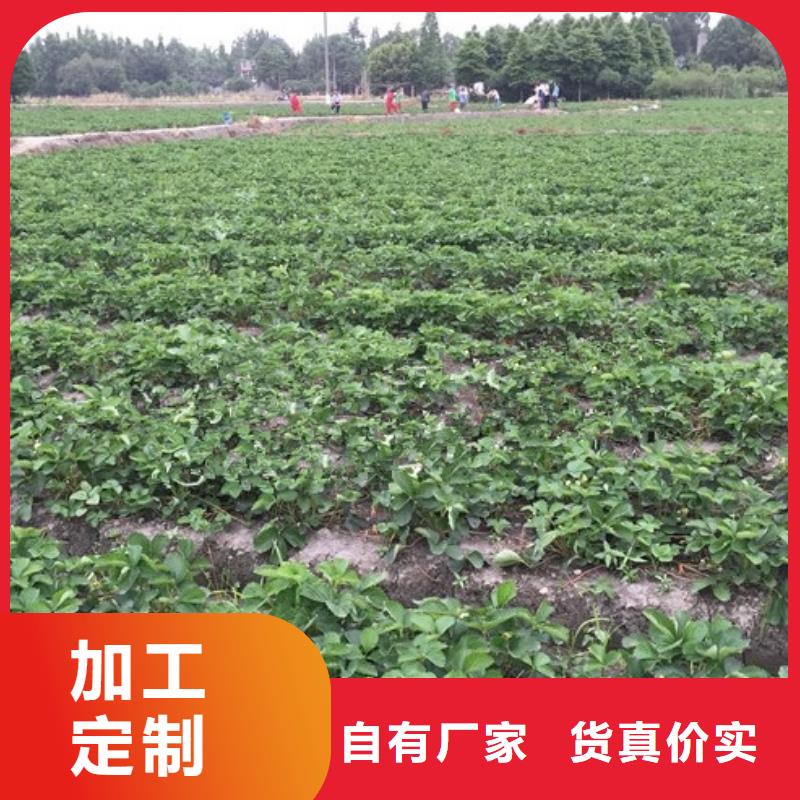 草莓苗质量广受好评