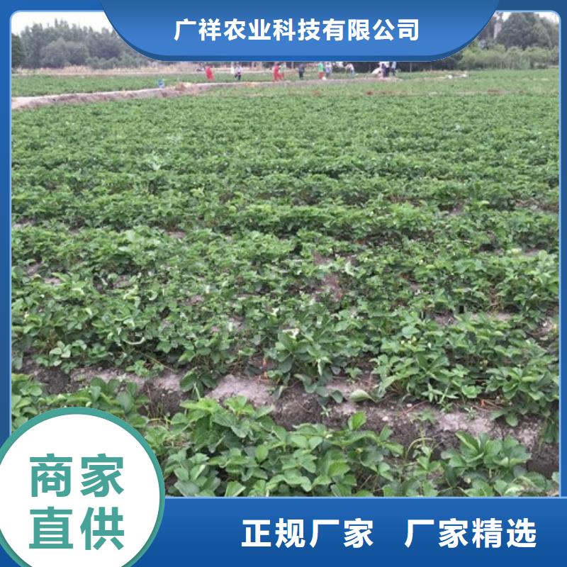【草莓苗】-樱桃苗基地常年出售