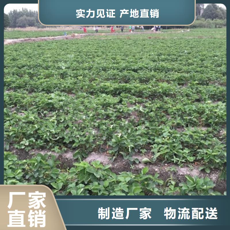 甜宝草莓苗生产厂家质量过硬