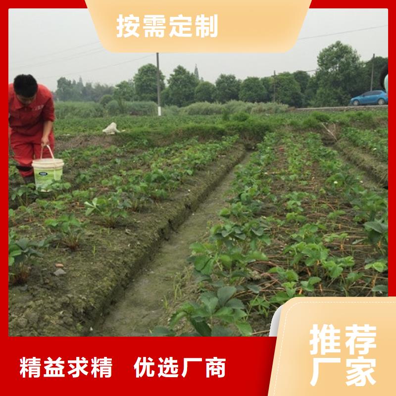 牛奶草莓苗-实力商家