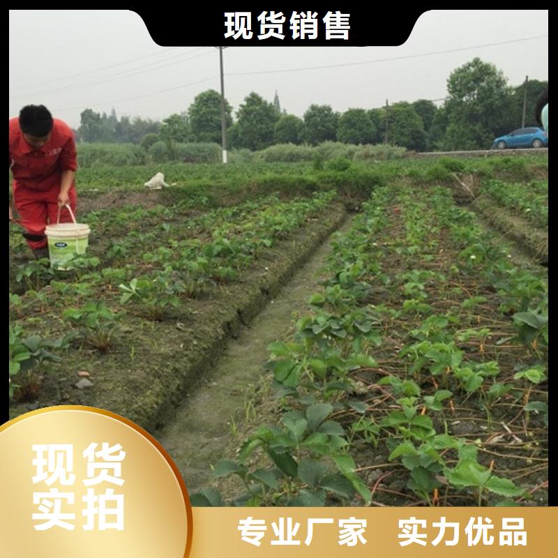 东凤镇二代草莓苗种苗