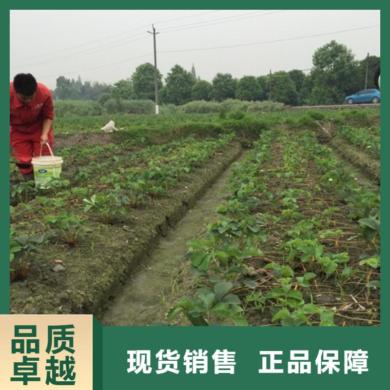 圣诞红草莓苗多重优惠