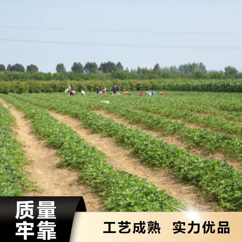 茶陵奶油草莓苗批发