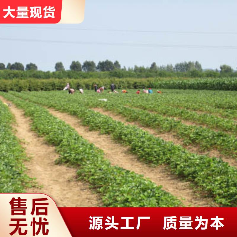 澄迈县红99草莓苗供应商报价