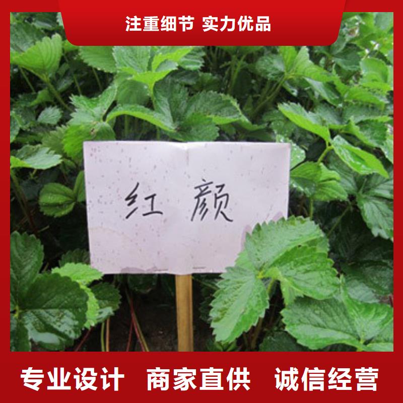 菠萝草莓苗哪里有批发的